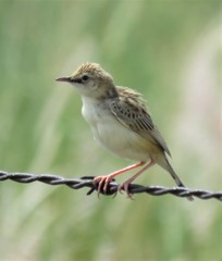 Cisticola aridulus