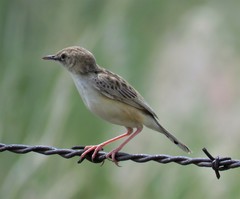 Cisticola aridulus