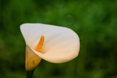 Zantedeschia