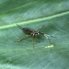 Xoridesopus infuscatus