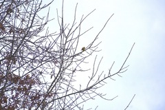 Emberiza citrinella