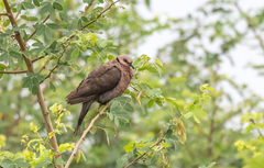 Streptopelia semitorquata
