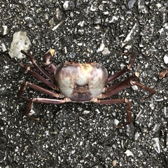 Geothelphusa tenuimanus