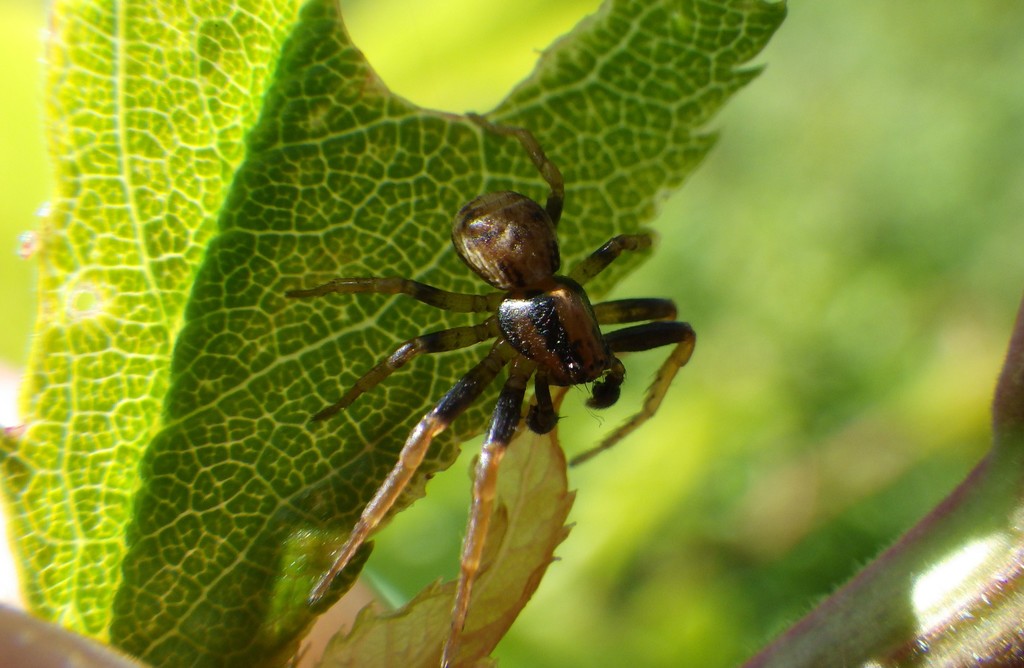 Yellow Leaf-Litter Crab Spider