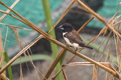 Spermestes fringilloides