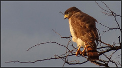 Rupornis magnirostris