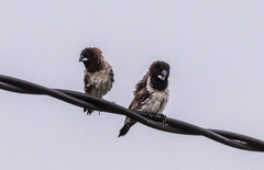 Spermestes cucullata