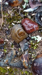 Homopus areolatus
