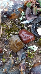 Homopus areolatus