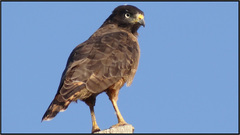 Rupornis magnirostris