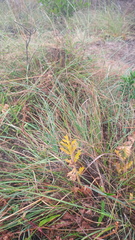 Pelargonium radulifolium