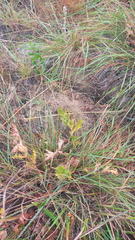 Pelargonium radulifolium