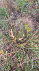 Pelargonium radulifolium