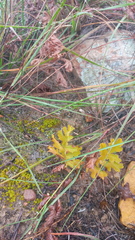 Pelargonium radulifolium