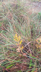 Pelargonium radulifolium