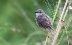 Prinia subflava