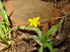 Hypoxis decumbens