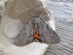 Catocala habilis