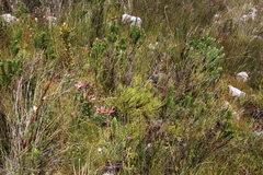 Erica capensis