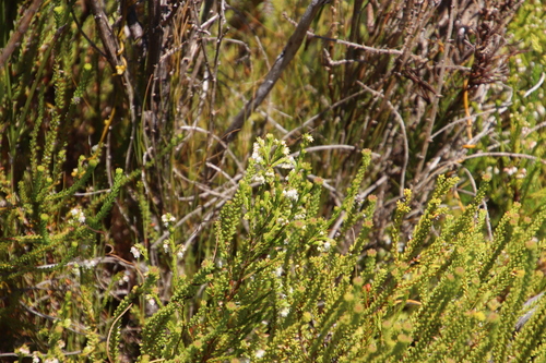 Image of Erica turbiniflora by (c) Tony Rebelo, some rights reserved (CC BY-SA)