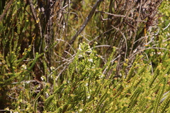 Erica capensis