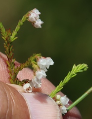 Erica capensis