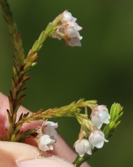 Erica capensis