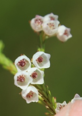 Erica capensis