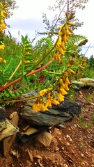 Astragalus propinquus