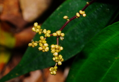 Pilea plataniflora