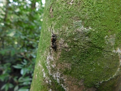 Polyrhachis militaris