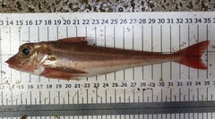 Eutrigla gurnardus