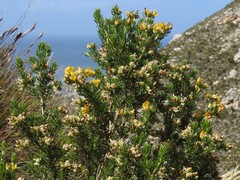 Aspalathus excelsa