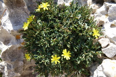 Launaea cervicornis