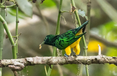 Chrysococcyx cupreus