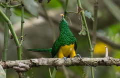 Chrysococcyx cupreus