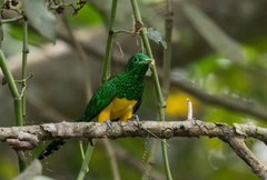 Chrysococcyx cupreus