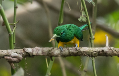 Chrysococcyx cupreus