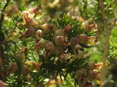 Aspalathus excelsa