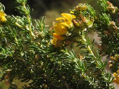 Aspalathus excelsa