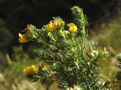 Aspalathus excelsa