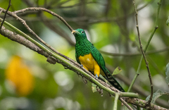 Chrysococcyx cupreus