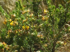 Aspalathus excelsa