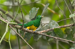 Chrysococcyx cupreus