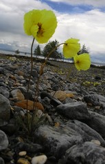 Papaver canescens