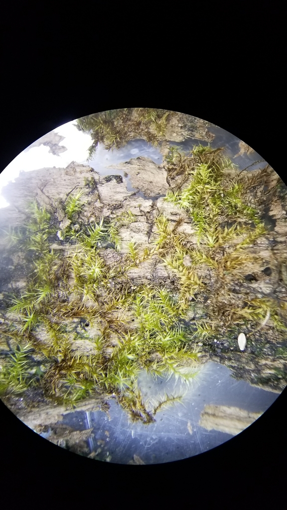 Campyliadelphus