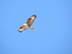 Buteo hemilasius