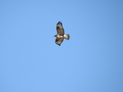 Buteo hemilasius