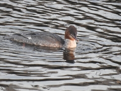 Mergus merganser