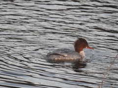 Mergus merganser